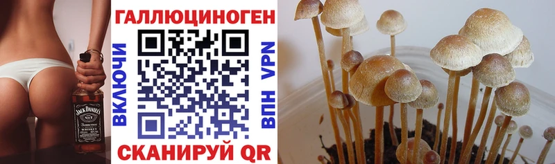 Псилоцибиновые грибы Magic Shrooms Георгиевск
